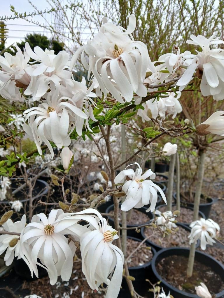 Magnolia stellata Royal Star, Ophalen, Lente, Volle zon, Overige soorten