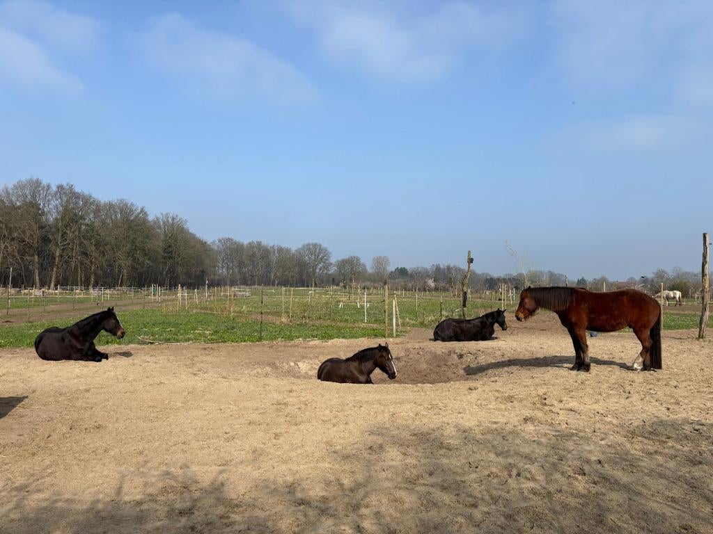 24/7 buiten stalling Rucphen., Dieren en Toebehoren, Stalling en Weidegang, Opfok, Stalling, Weidegang, 1 paard of pony