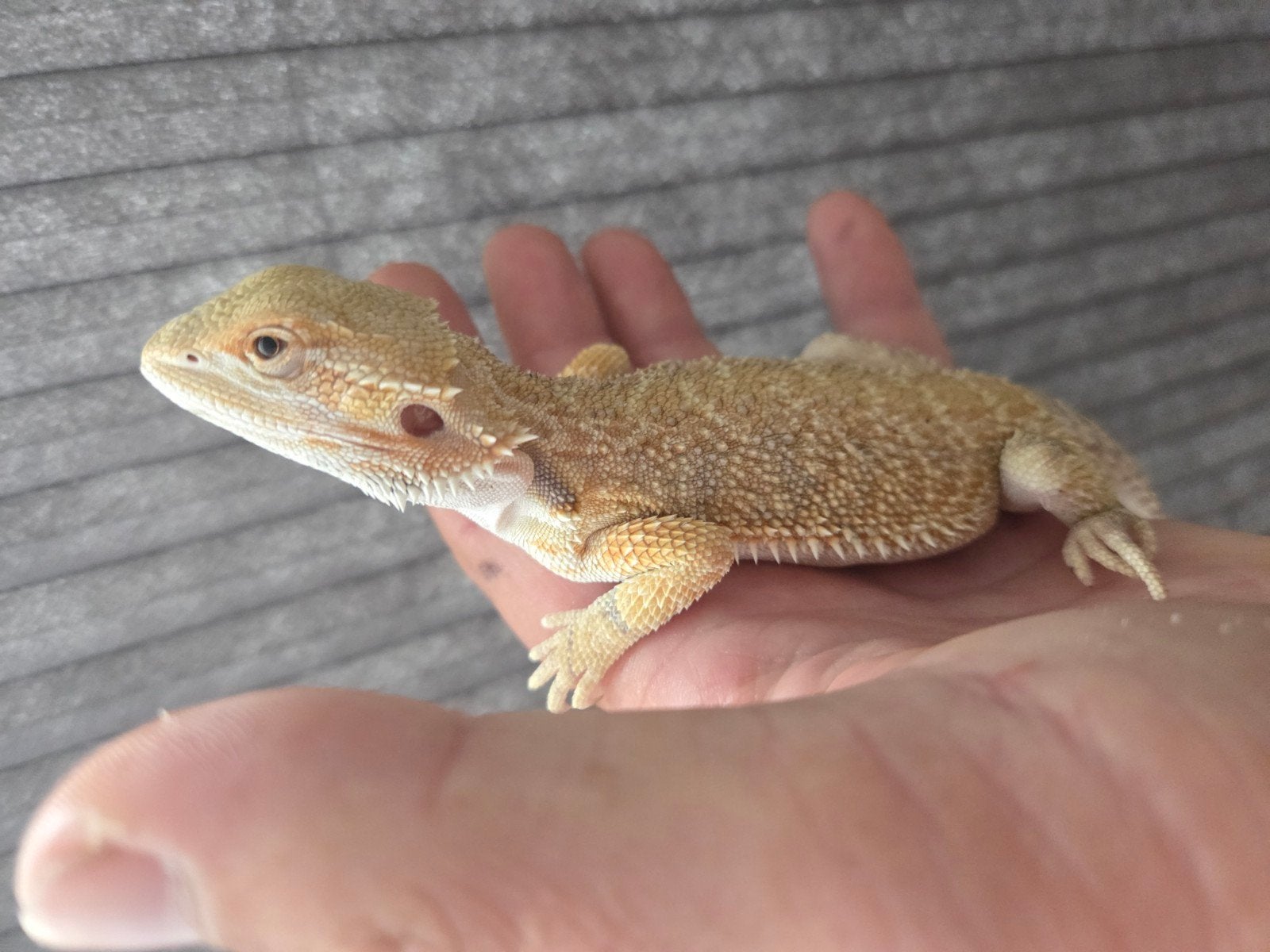 Baardagaam Pogona Vitticeps Citrus Normal Scale Bearded Dragon photo 2
