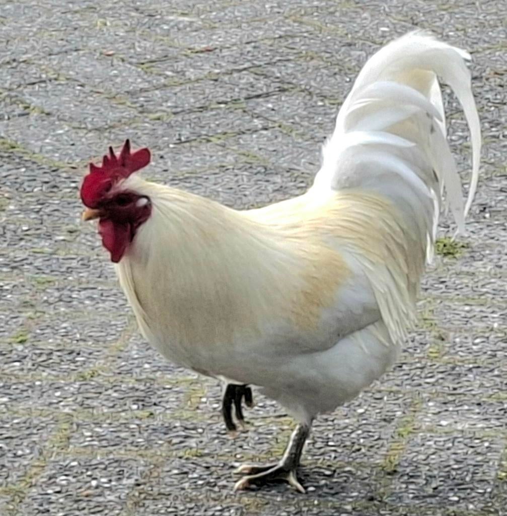 Kippenopvang zoekt goede plek voor deze mooie haan!, Dieren en Toebehoren, Pluimvee, Mannelijk, Kip