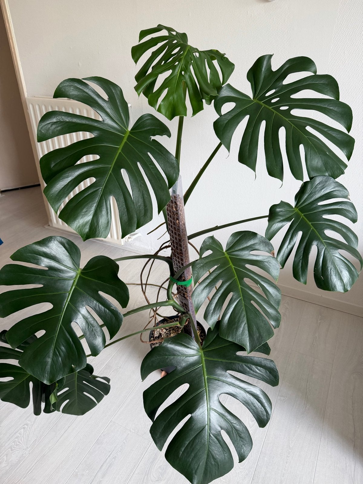 Monstera Deliciosa - Grote en Gezonde Kamerplant, Vaste plant, Bloeit niet, Halfschaduw, Ophalen