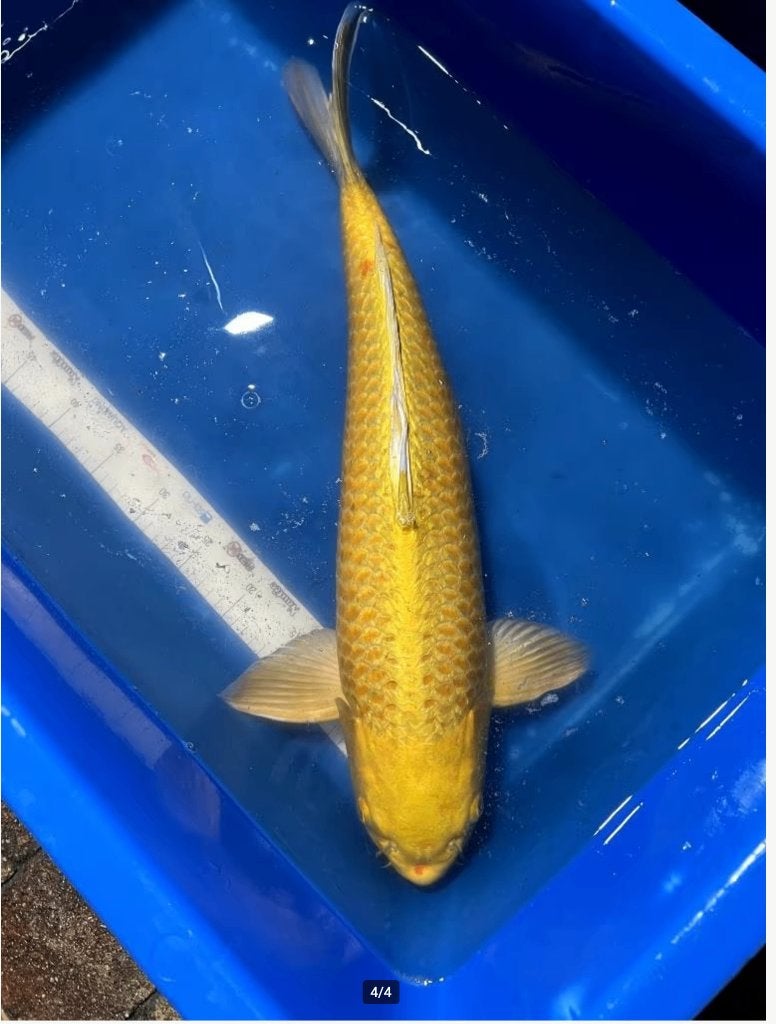 Zeer forse Konishi Karashi-Yamabuki Sansai 60+, Dieren en Toebehoren, Karper of Koi