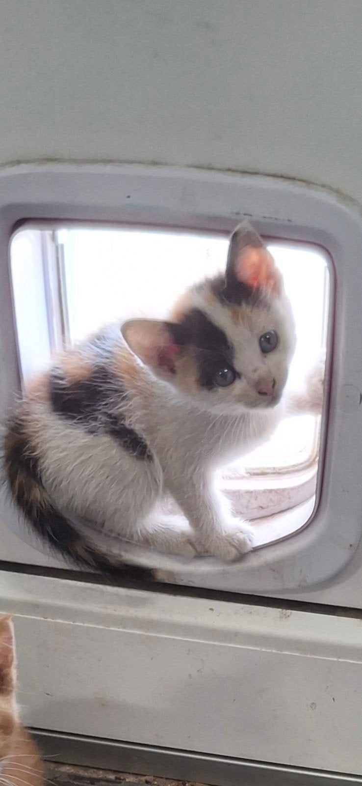 Lieve kittens te koop wit/zwart(kater), wit/zwart/rood(poes), Meerdere dieren, Kortharig, 0 tot 2 jaar