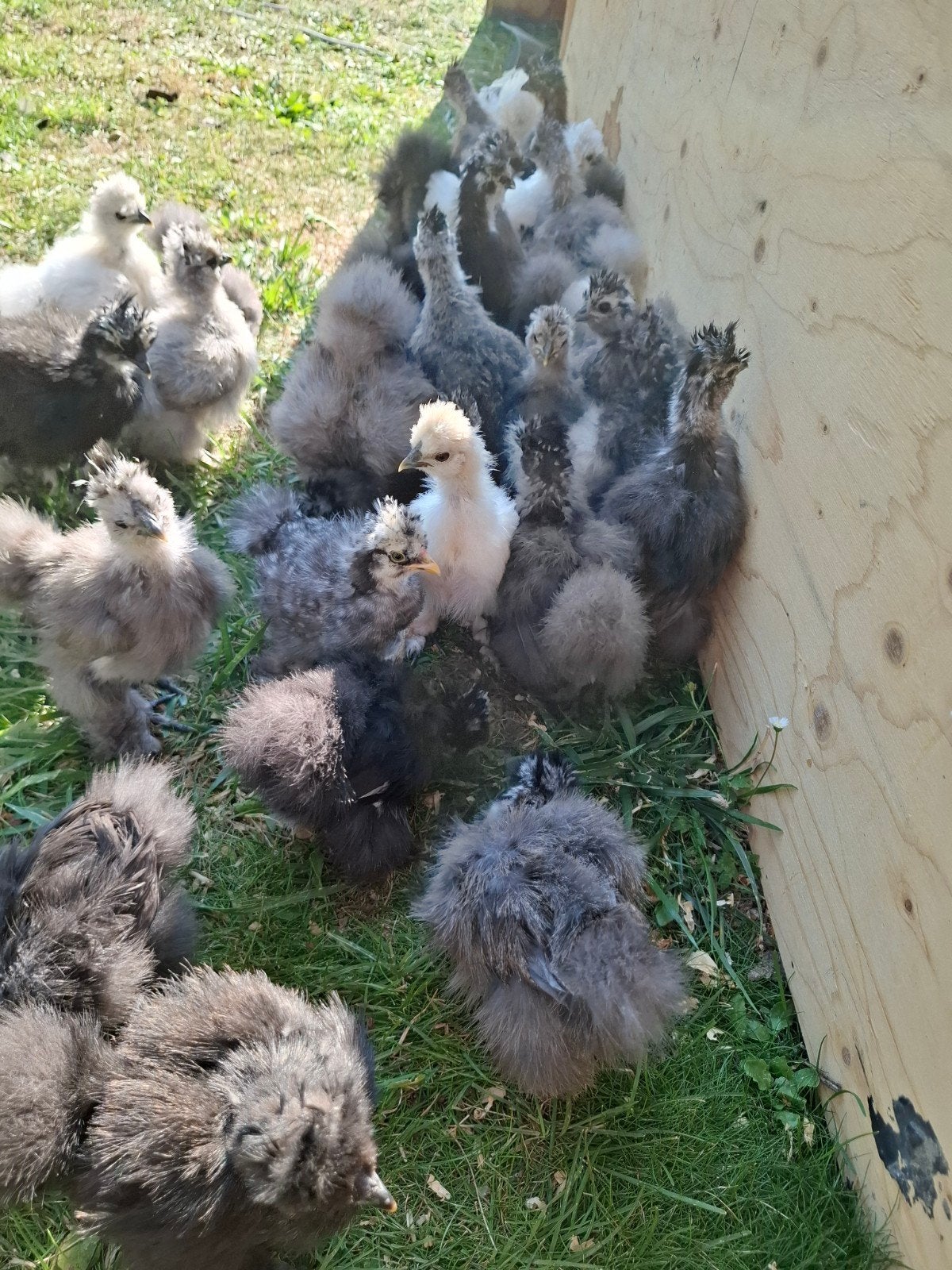 USA zijdehoen kriel kuikens, prachtige kleuren!, Dieren en Toebehoren, Geslacht onbekend, Kip