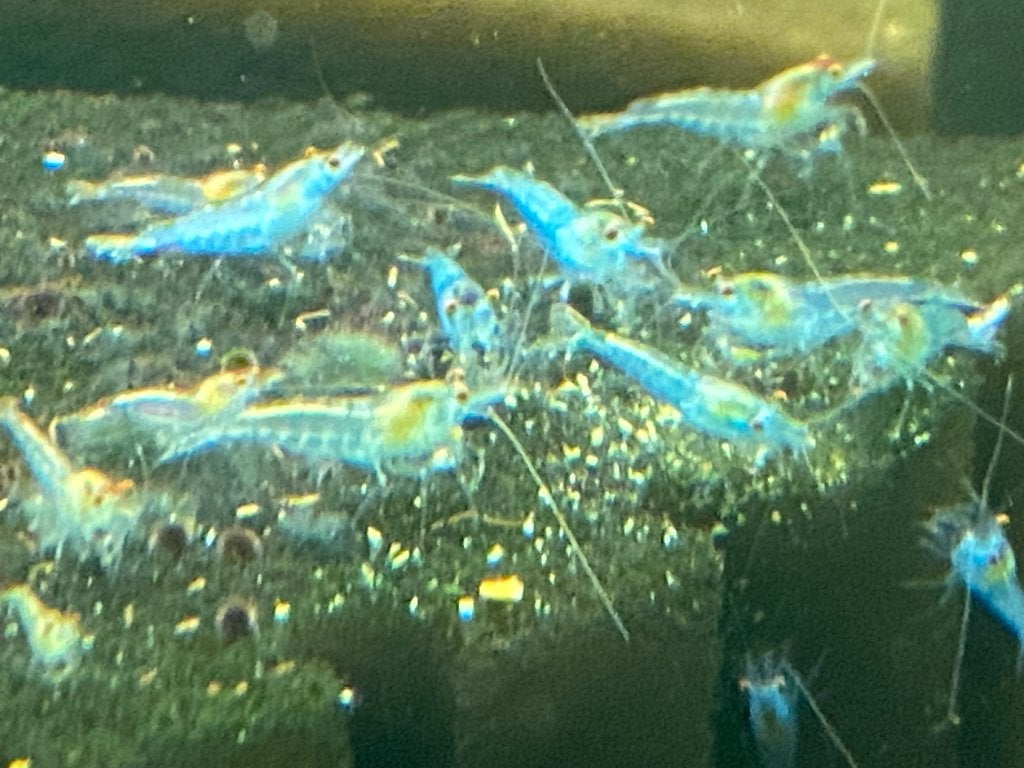 Blue Jelly OE (orange eyes), Neocaridina, Kreeft, Krab of Garnaal, Zoetwatervis