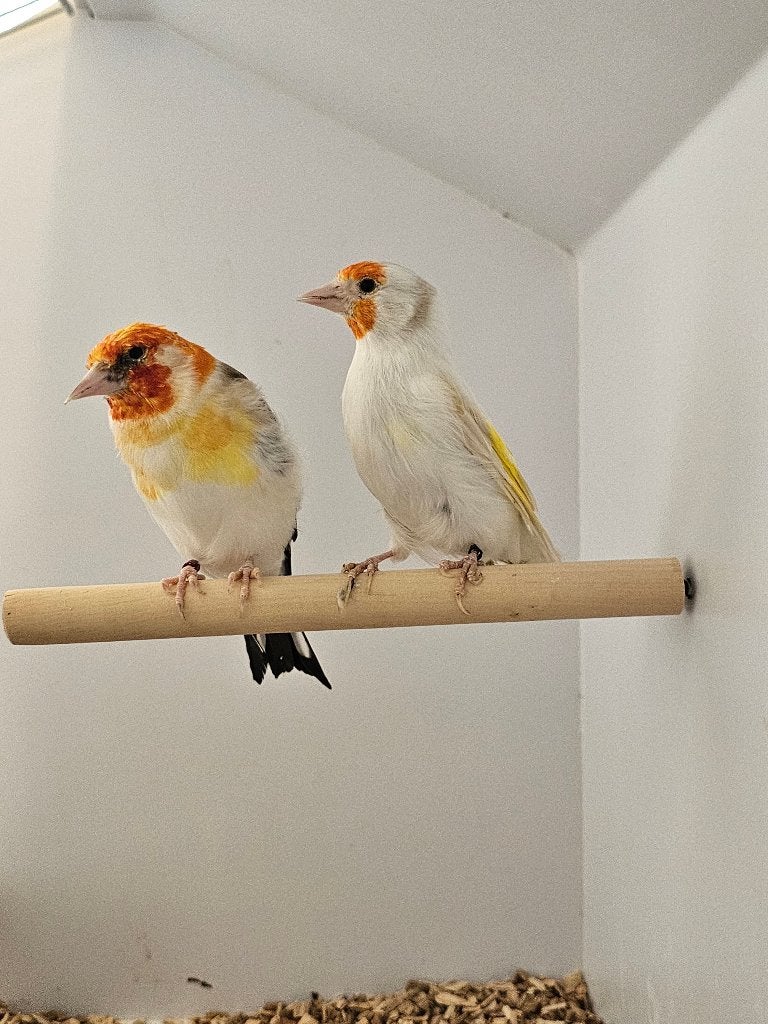 Majoorputter | Witkop en White | 2025, Meerdere dieren, Wildzangvogel, Geringd