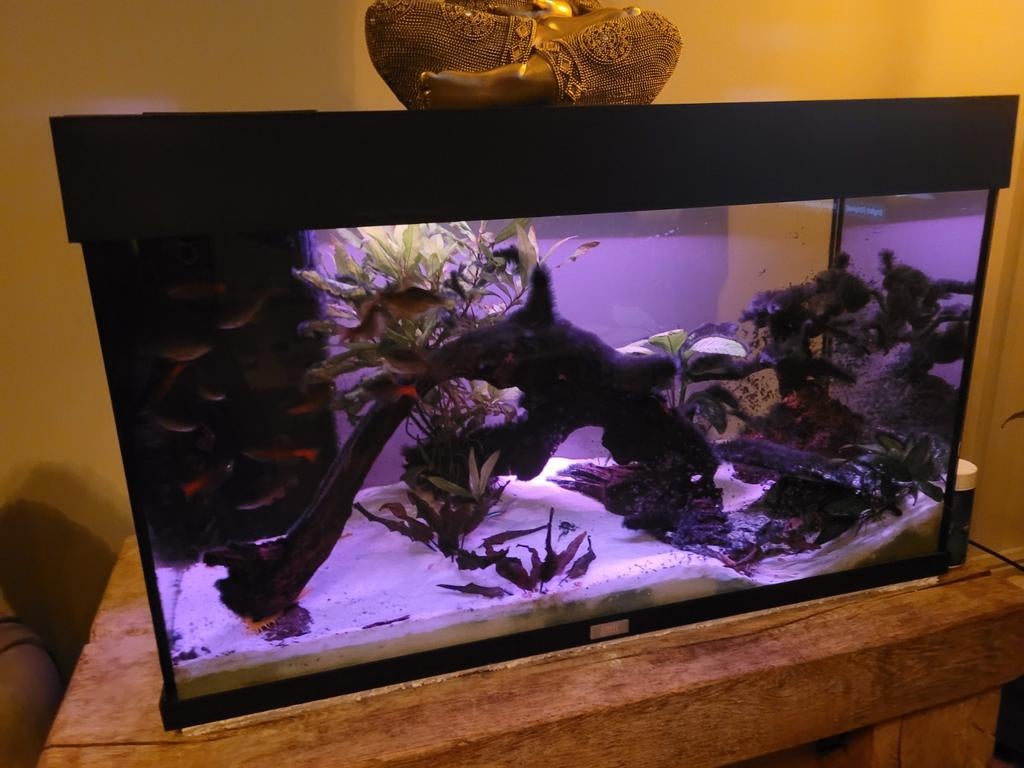 Juwel 100liter Tropisch Aquarium + Vissen, Ophalen