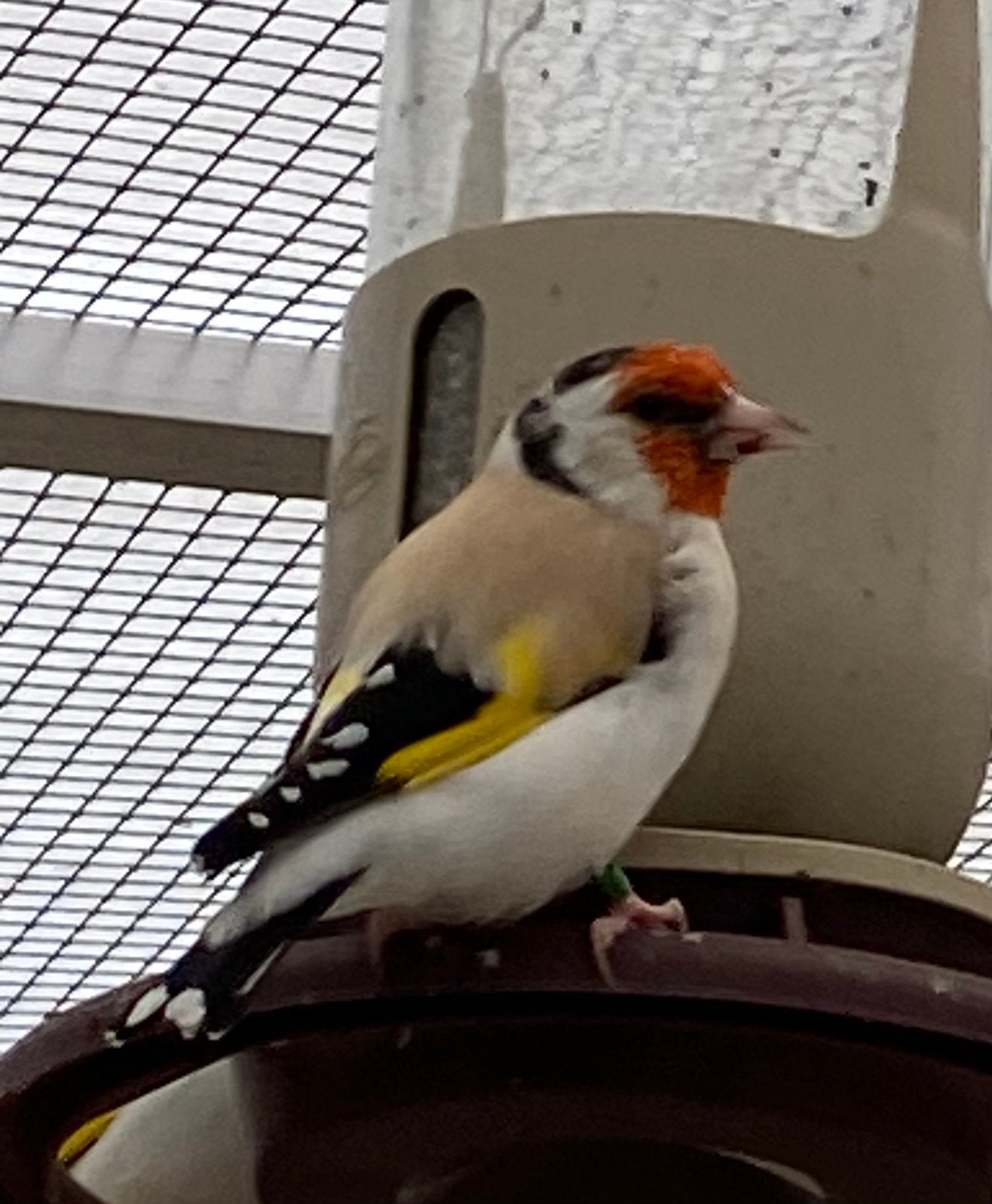 Major putters mannen 2026, Mannelijk, Wildzangvogel, Geringd