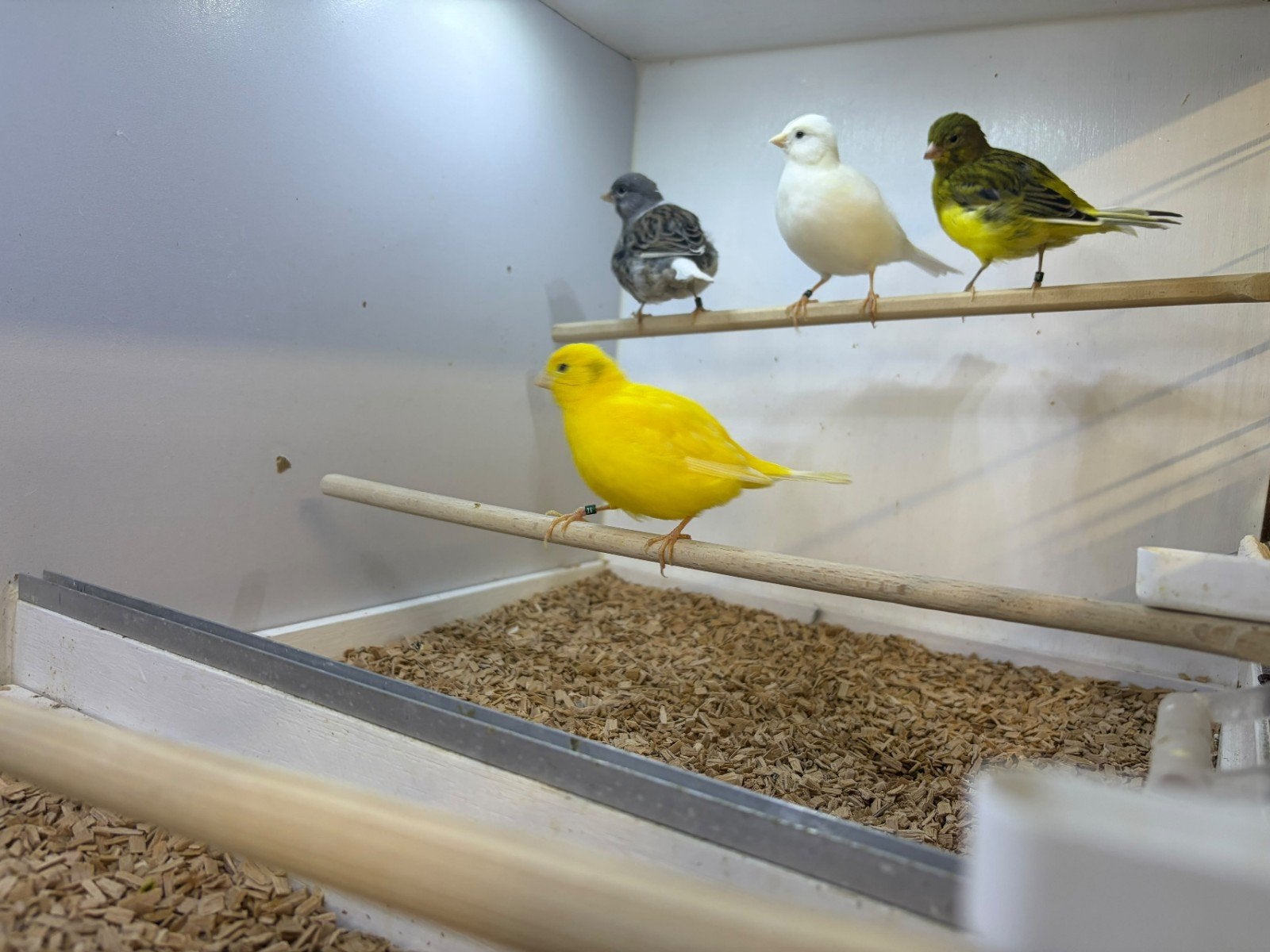 fife fancy kanaries, Meerdere dieren, Kleurkanarie