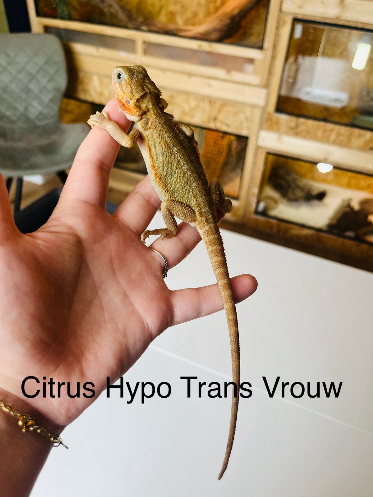 Citrus Hypo Trans vrouw – Baardagaam NK 2026 Bearded Dragon - female for sale from B.S.