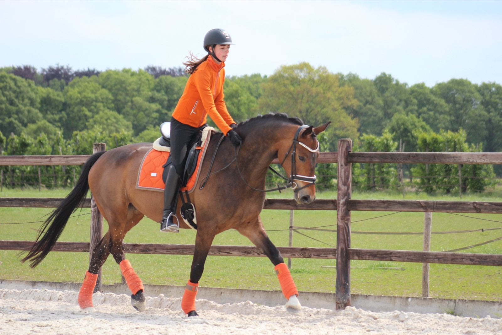 Setjes Equestrian Stockholm, PS of Sweden en Equito, Full (L), Dressuurdekje, Equestrian Stockholm, Ophalen of Verzenden