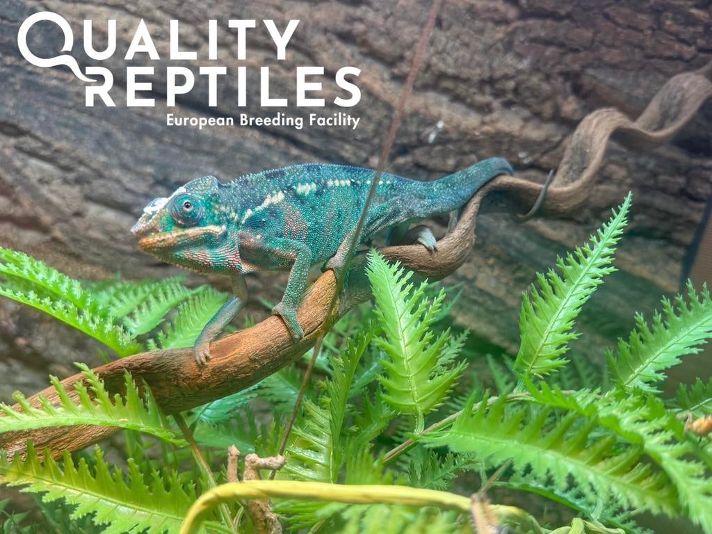 Panter kameleon -Fucifer pardalis (Nose be,Ambilobe,Djangoa), Slang, Met terrarium, 0 tot 2 jaar