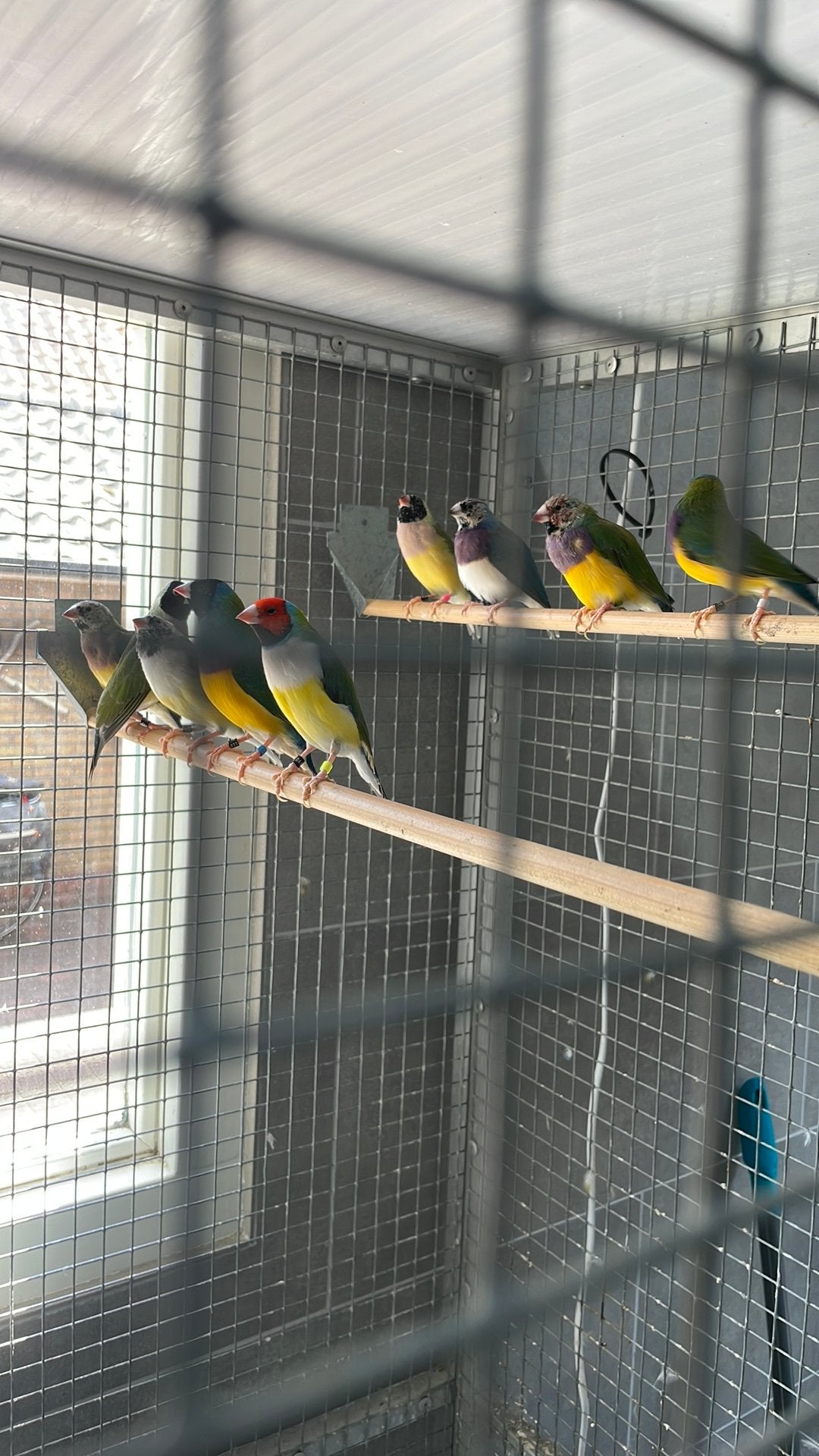 Te koop Gouldamedines, Meerdere dieren