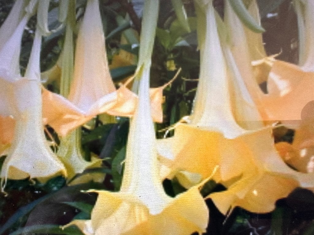Brugmansia/Engelentrompet (Charles Grinaldi), Tuin en Terras, Planten | Tuinplanten, Volle zon, Vaste plant, Zomer, Ophalen