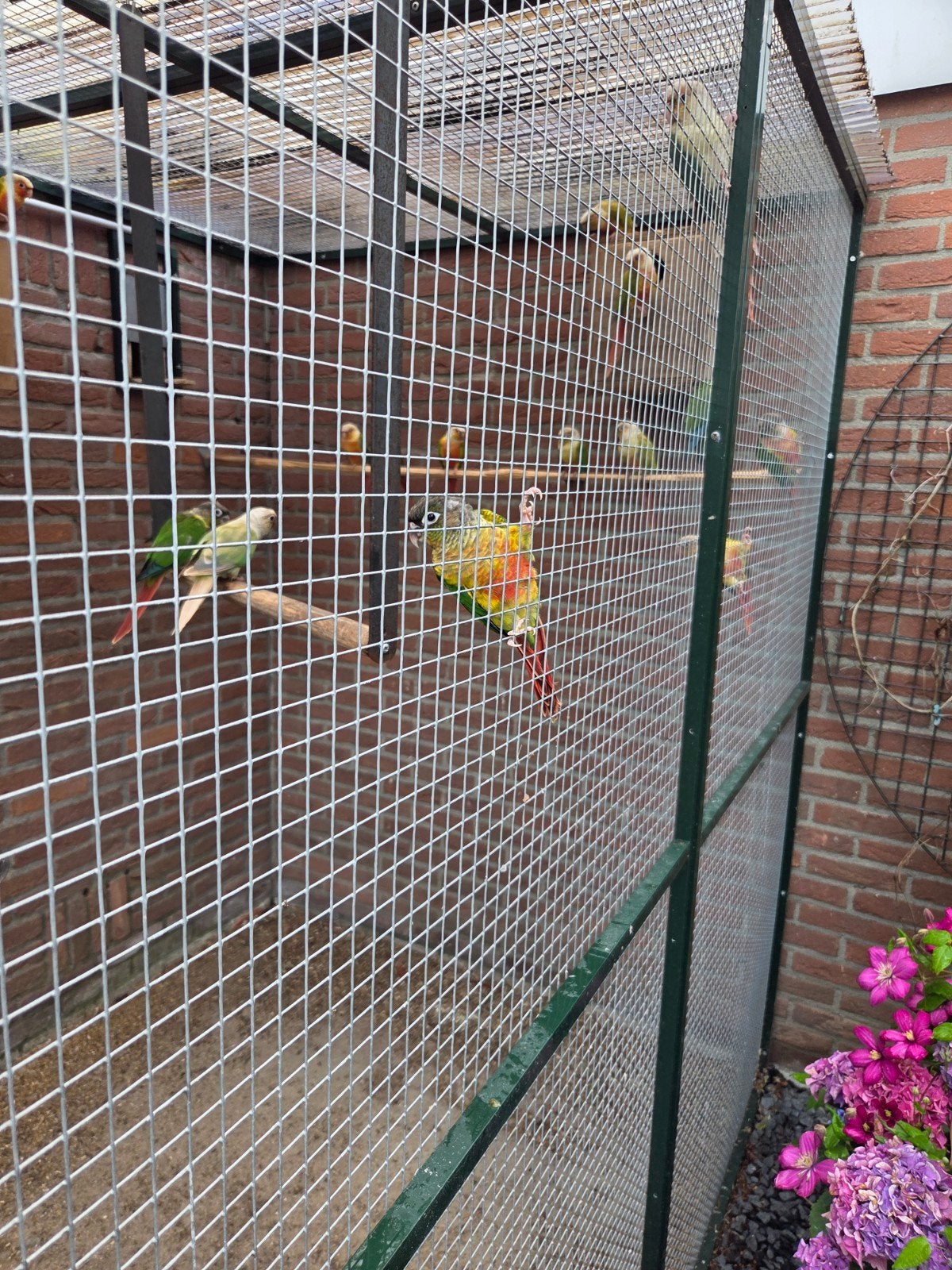 pyrrhura's tekoop diverse mutaties, Dieren en Toebehoren, Meerdere dieren, Papegaai, Geringd