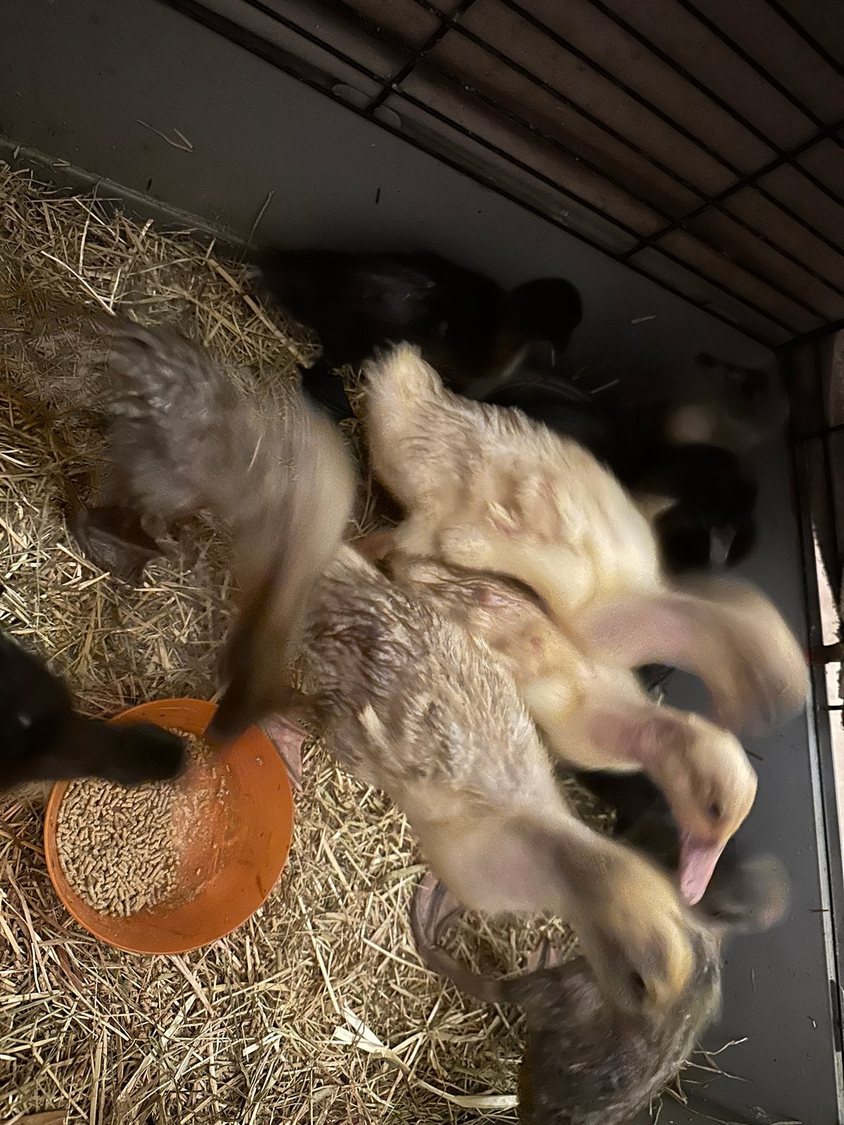 Loop eend, Dieren en Toebehoren