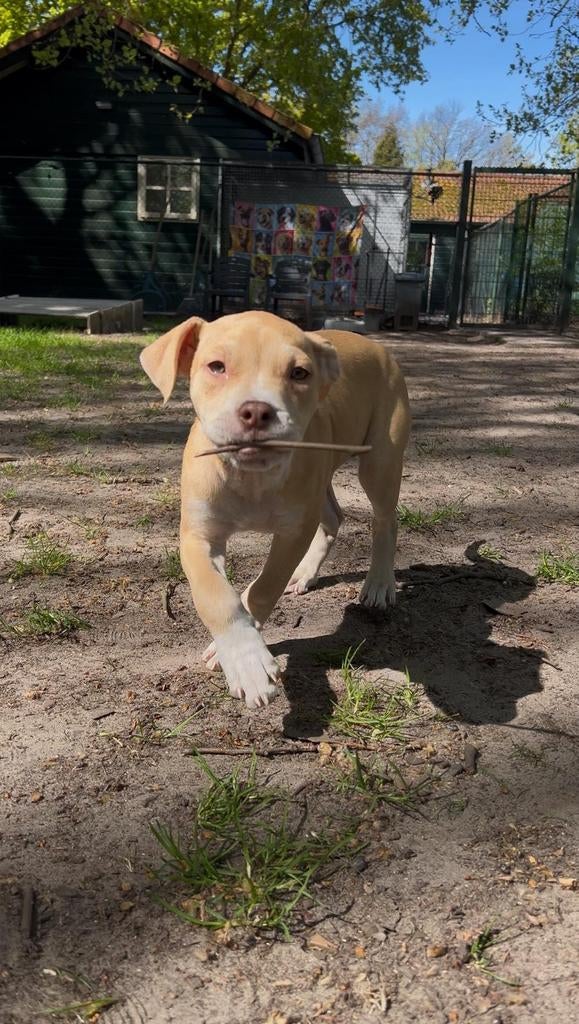 4 pups ter adoptie, Parvo, Nederland, 15 weken tot 1 jaar, Overige rassen