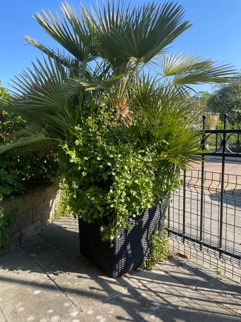 Grote palmboom in stijlvolle plantenbak, Tuin en Terras, Bloembollen en Zaden, Ophalen of Verzenden, Gehele jaar, Volle zon
