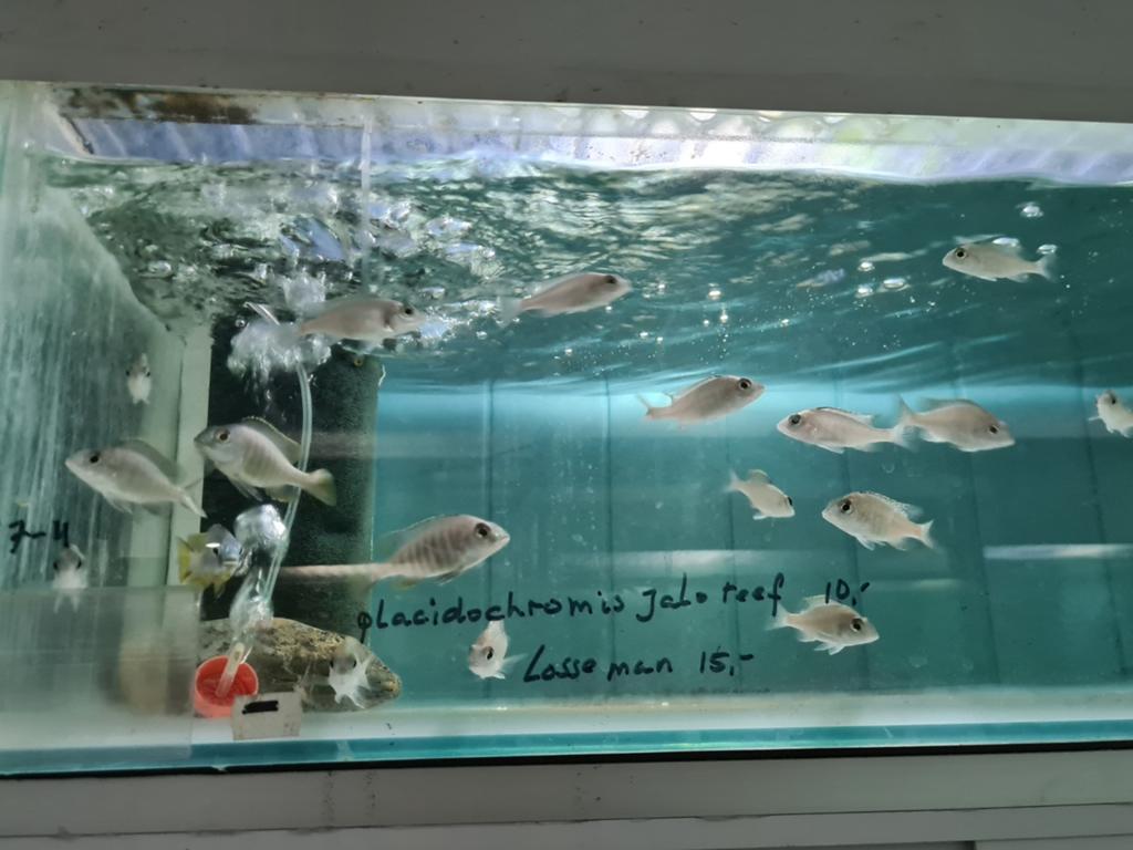 Placidochromis Jalo Reef Malawi Cichliden, Dieren en Toebehoren, Vis, Zoetwatervis