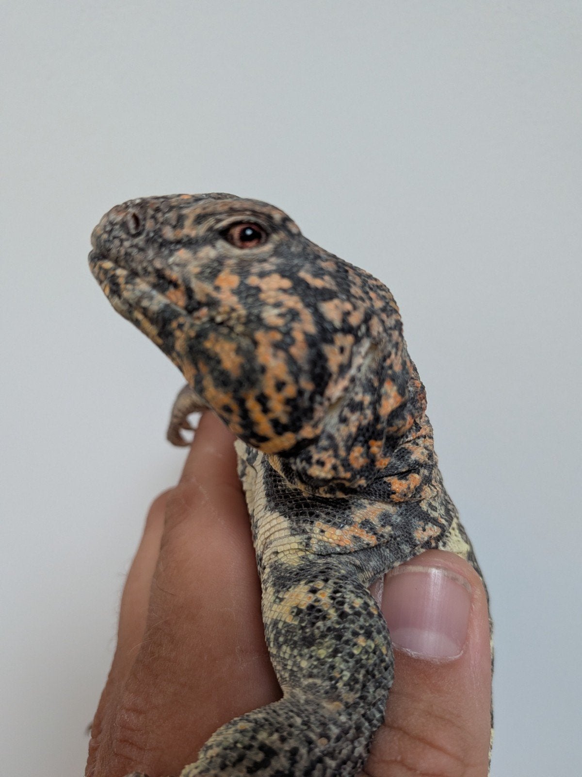 uromastyx, xenagama Taylori, pogona vitticeps Bearded Dragon photo 10