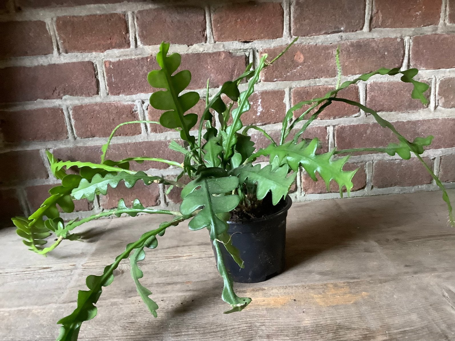 Zaagcactus plant kamerplant, Ophalen of Verzenden, Halfschaduw, Minder dan 100 cm