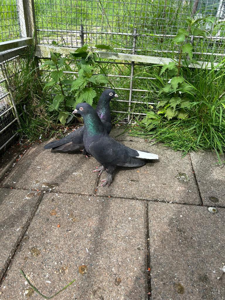 Takla duiven tuimelaar, Dieren en Toebehoren, Vogels | Duiven, Meerdere dieren, Tuimelaar of Roller