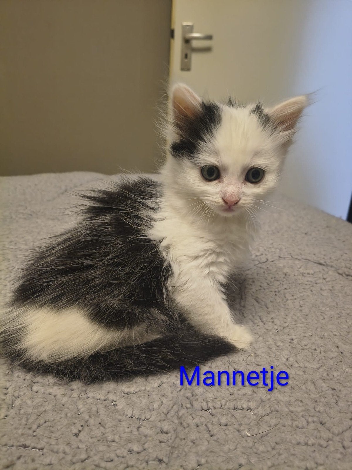 Lieve en sociale kittens (3 poesjes, 2 katertjes) – Kattenba, Dieren en Toebehoren, Katten en Kittens | Overige Katten, Meerdere dieren