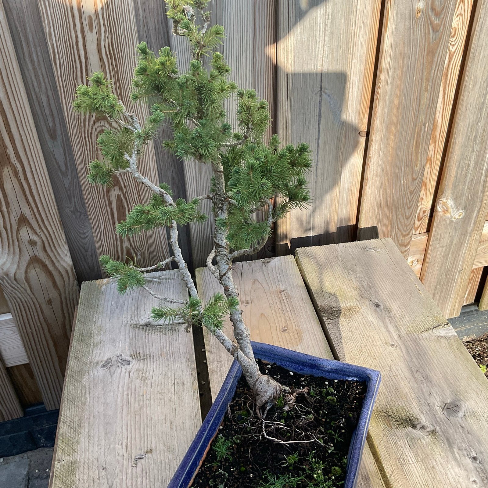 Picea Abies Bonsai - Klaar voor verdere ontwikkeling, Volle zon, Vaste plant, Bloeit niet, Ophalen