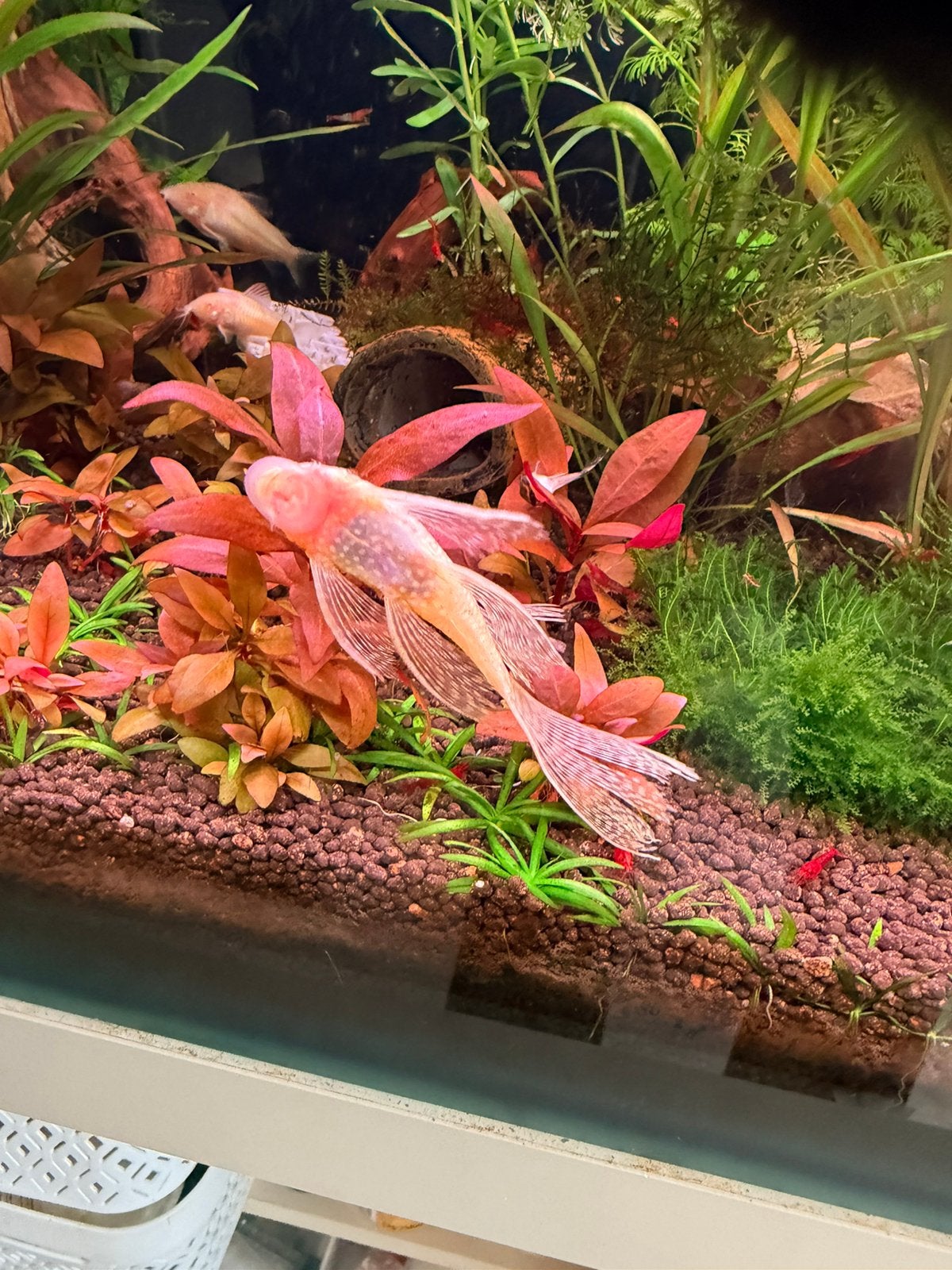 Longfin ancistrus albino, Dieren en Toebehoren, Vis