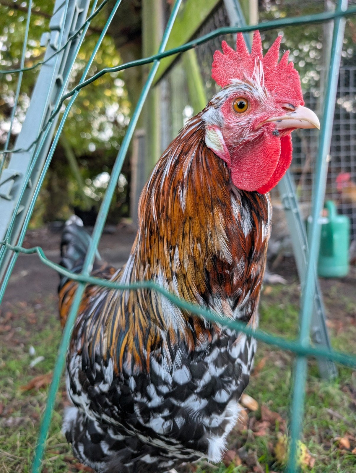 Lieve zweedse bloemkip haan x, Dieren en Toebehoren, Mannelijk, Kip