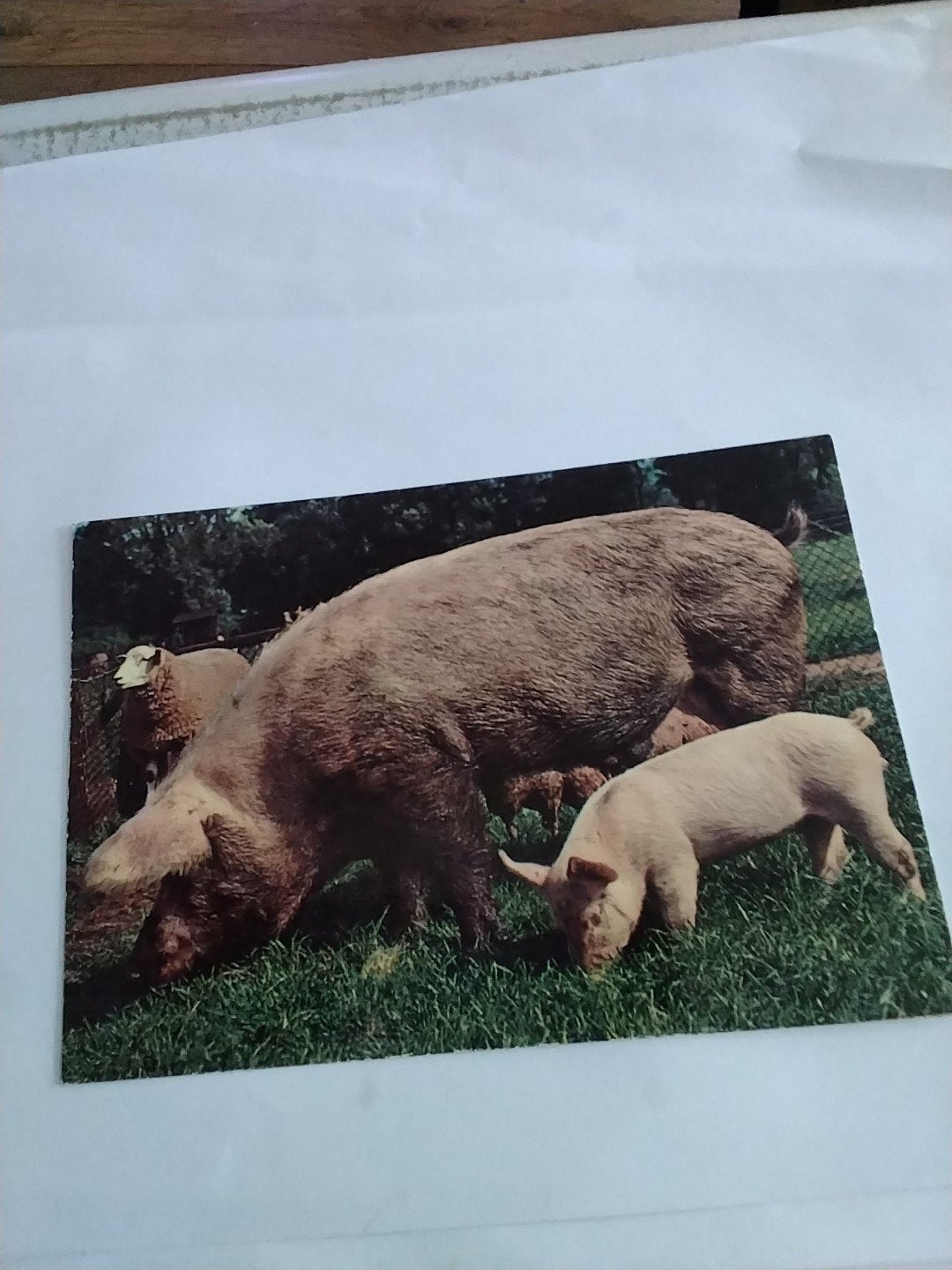 Oude ansichtkaart: Varken met biggen, Ophalen of Verzenden, 1960 tot 1980, Gelopen, Natuur
