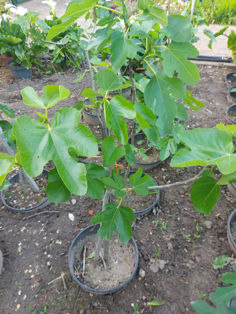 Vijgenboompjes, Tuin en Terras, Ophalen