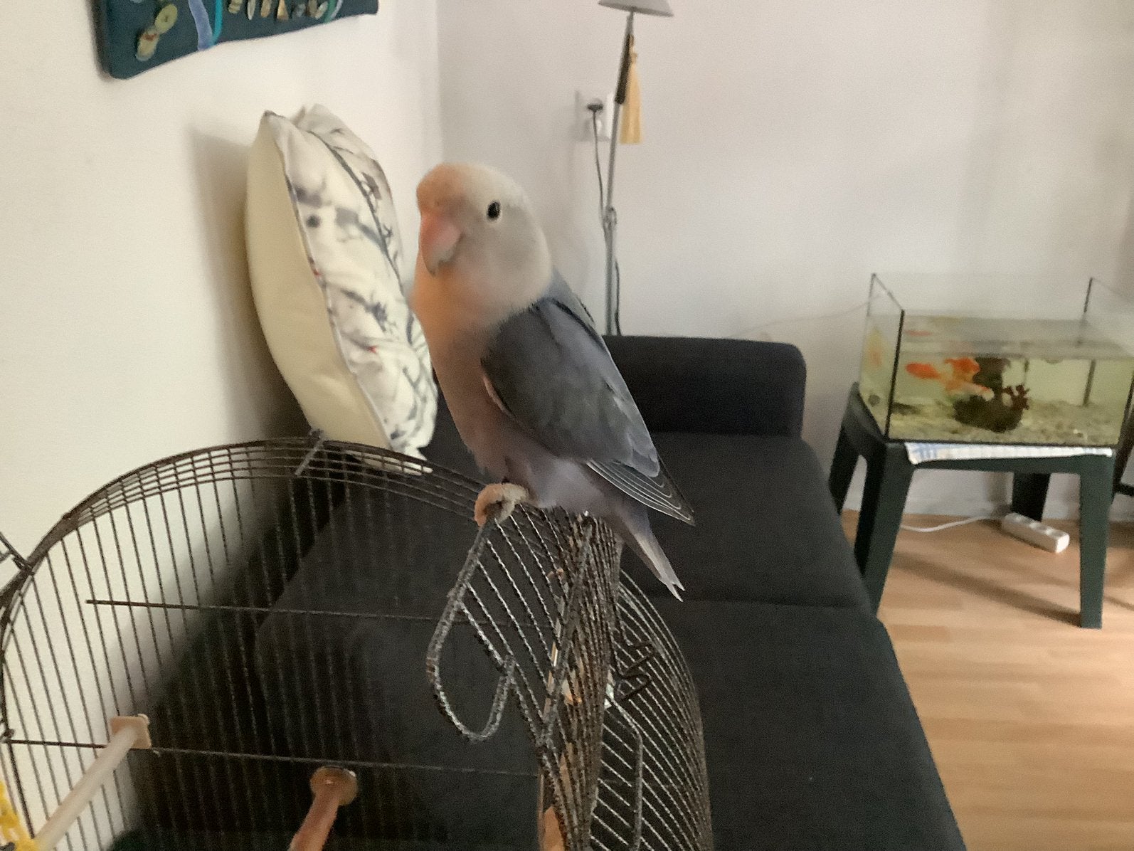 Te koop, Vrouwelijk, Dwergpapegaai of Agapornis