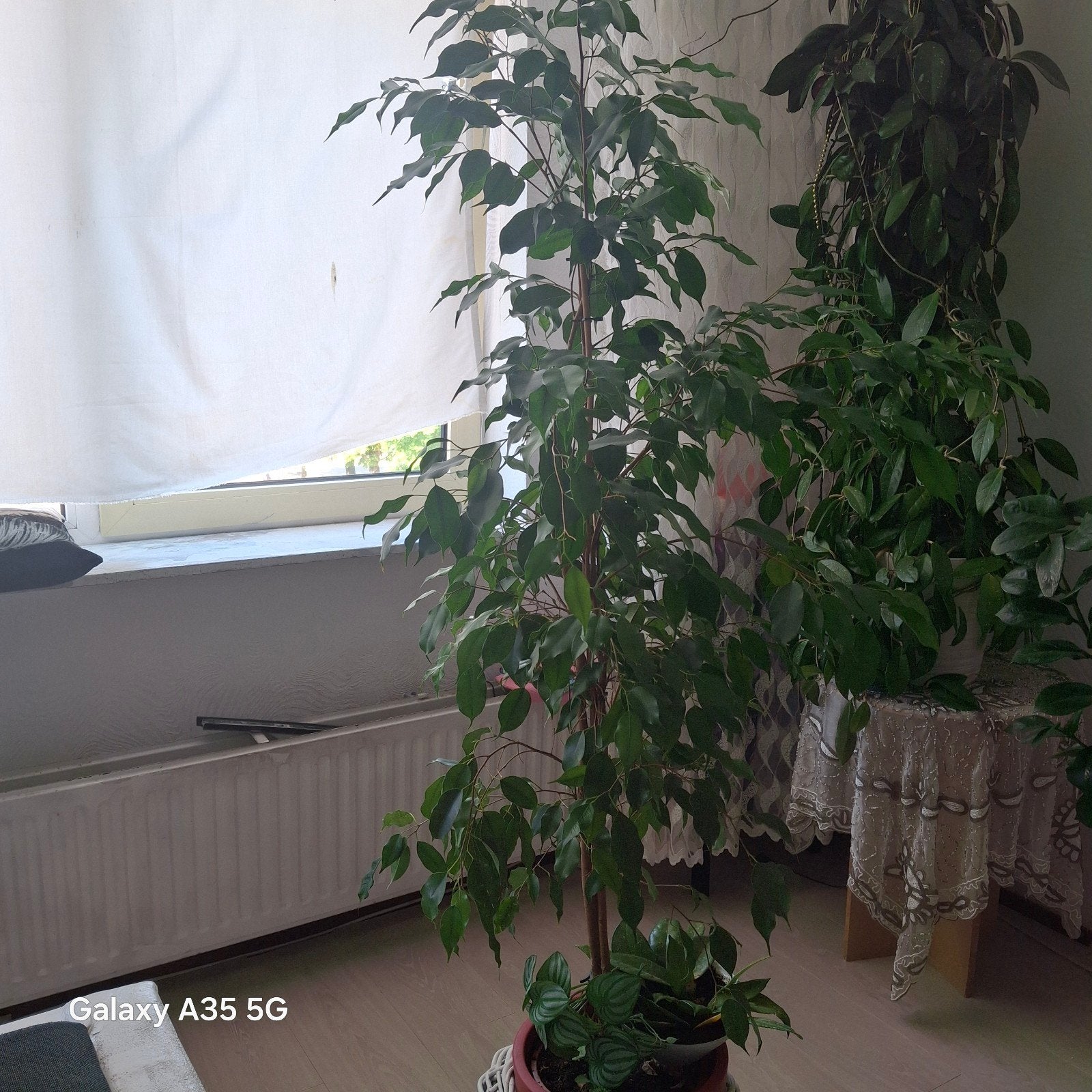 Grote Ficus Benjamina kamerplant, Huis en Inrichting, Ophalen, Ficus, Halfschaduw, In pot