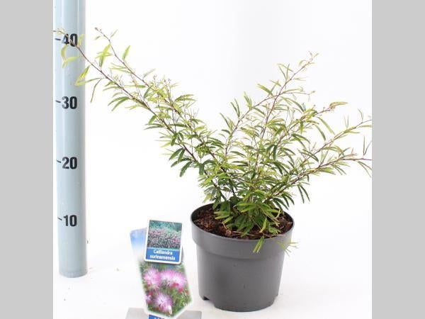 Exotisch Calliandra surinamensis Surinaamse Poederkwast, Overige soorten, Volle zon, Vaste plant, Ophalen of Verzenden