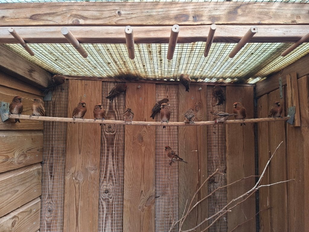 Koppel barmsijzen 2025 wildkleur, cabaret, meerdere koppels, Meerdere dieren, Wildzangvogel, Tam