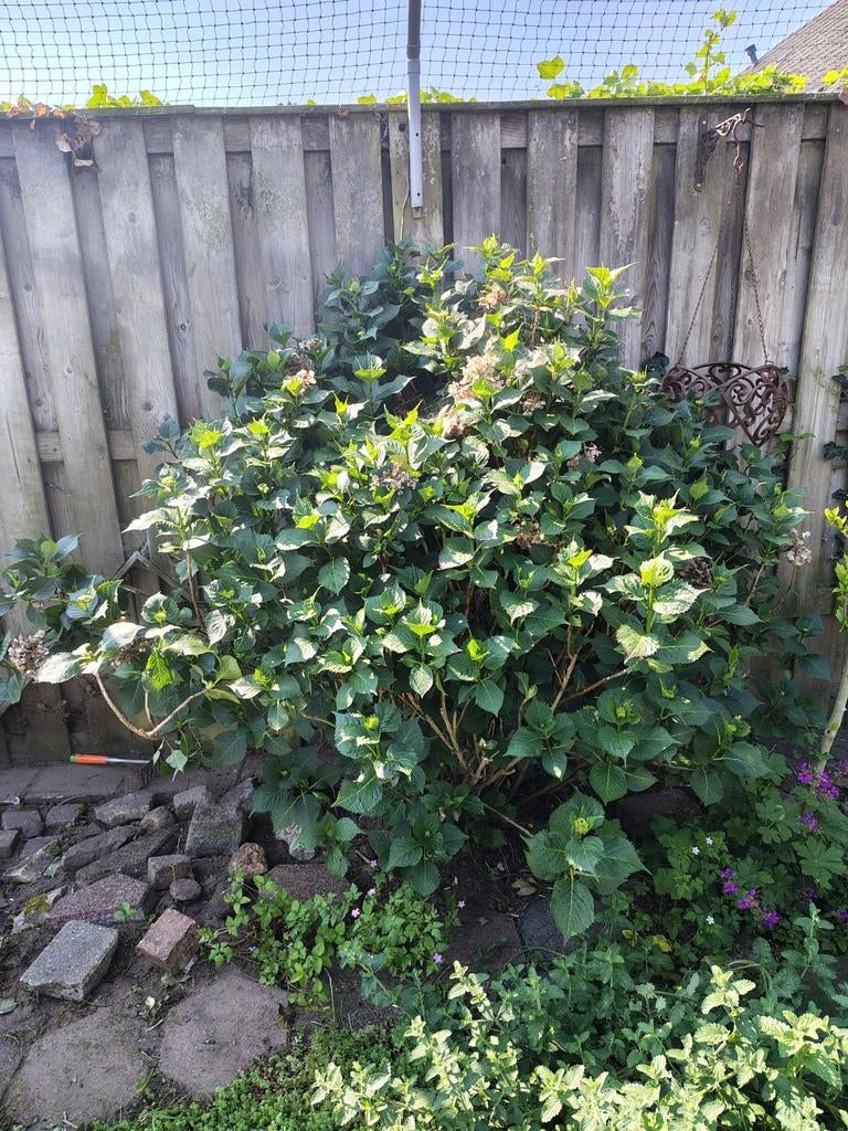 Gratis grote hortensia struik rose, Ophalen, Hortensia, Struik, 100 tot 250 cm