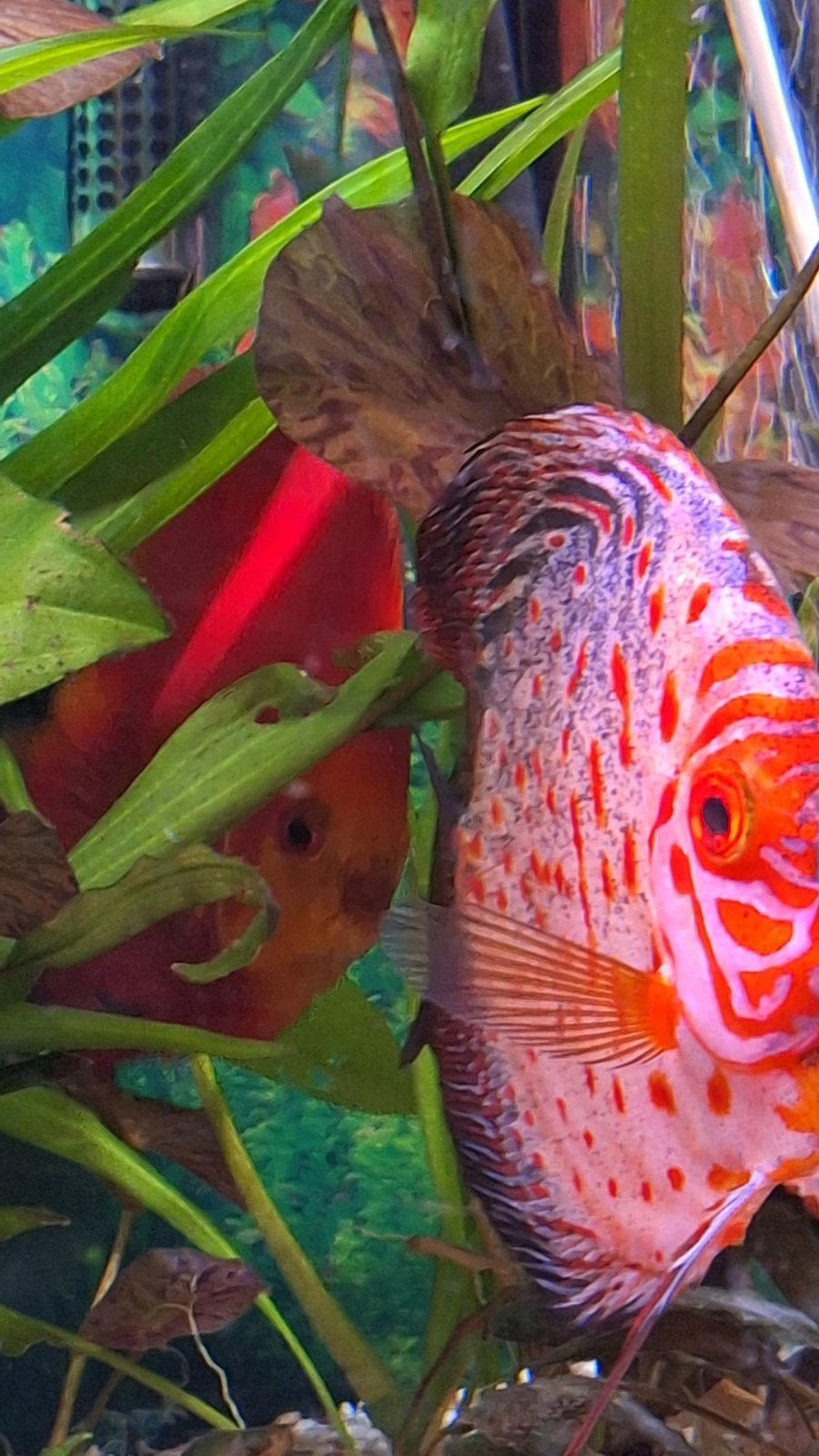 Discus pegeon blauwe stendker, Dieren en Toebehoren, Vis