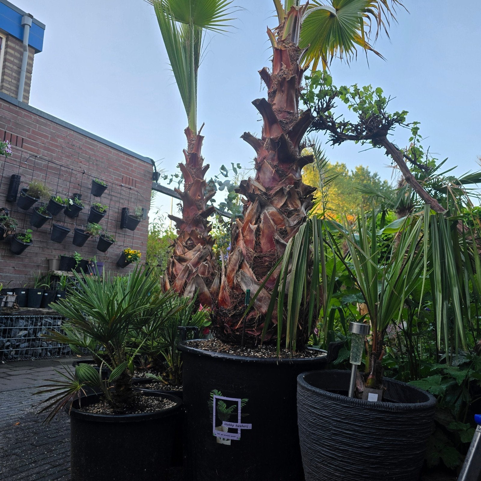 Palmboom Washingtonia Robusta Totale hoogte: Circa 220 - 250, 100 tot 250 cm, Zomer, Palmboom, Ophalen