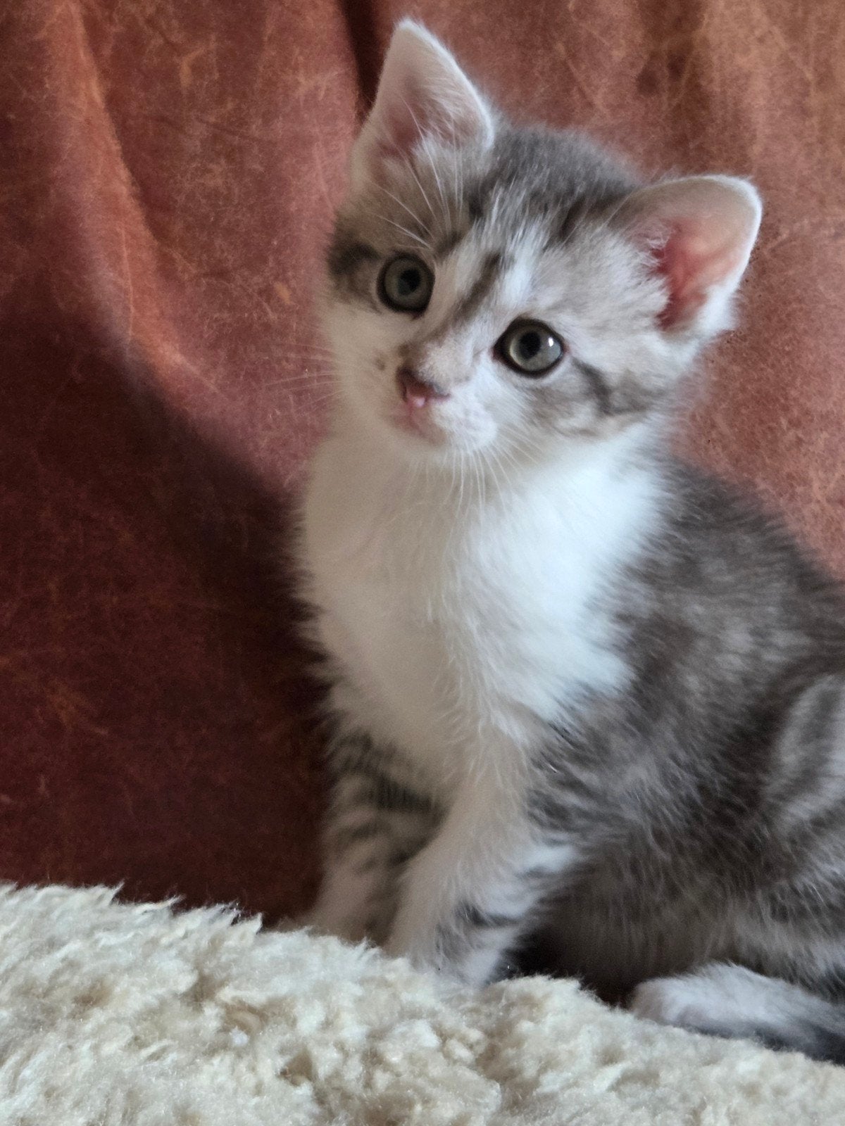 X siberisch kitten, katertje, Kater, Ontwormd, 0 tot 2 jaar
