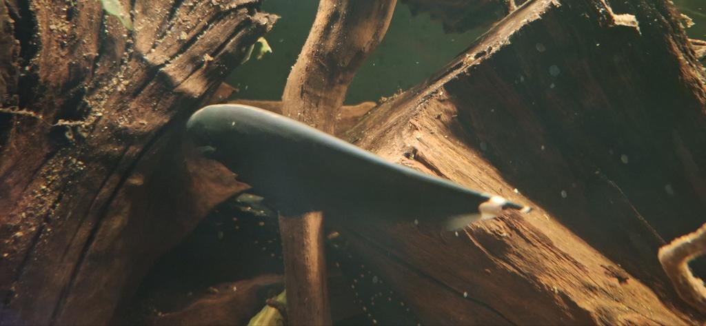 Weißstirn Messerfische, Dieren en Toebehoren, Vis
