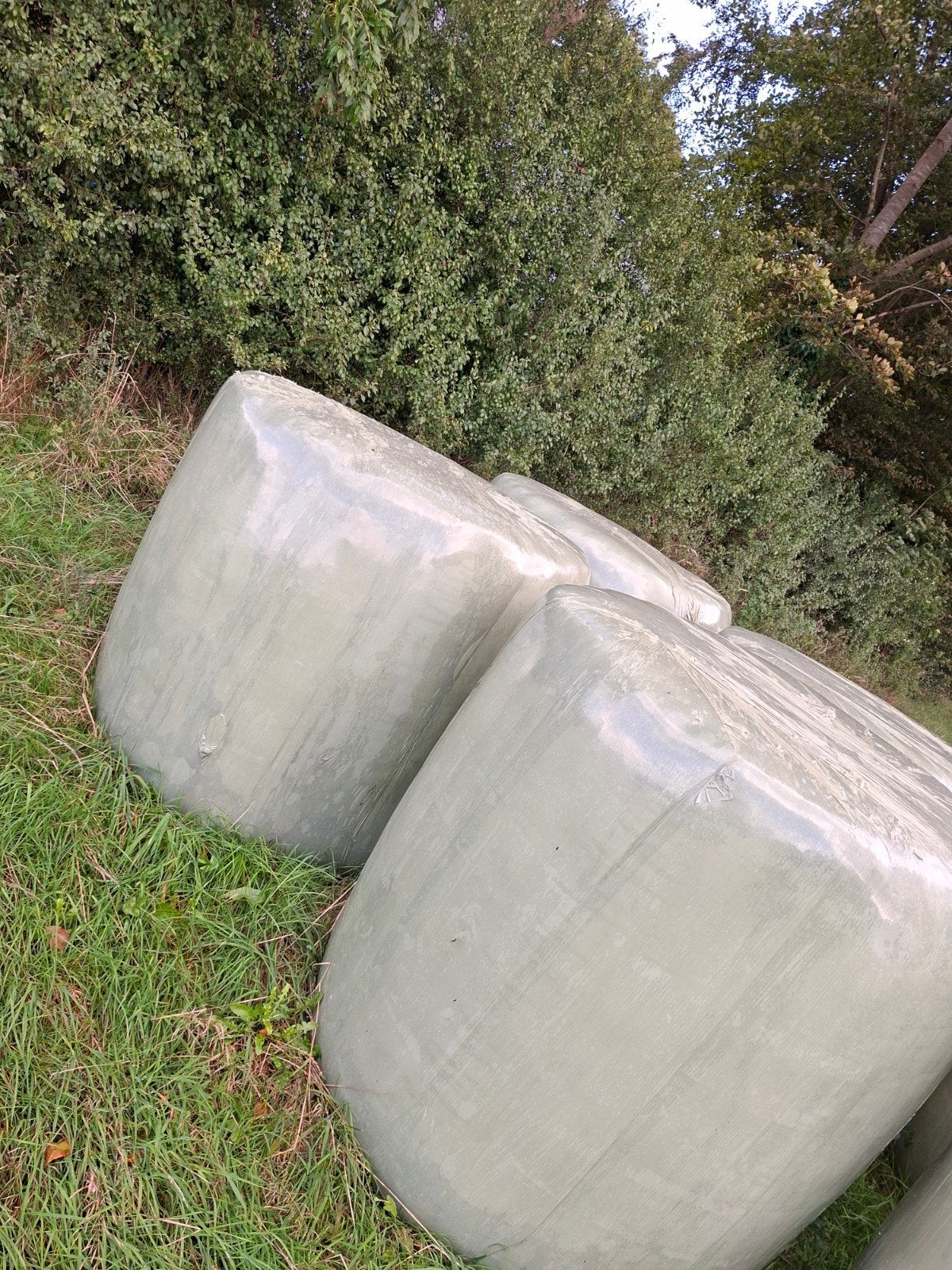te koop! 6 balen van 2025, Dieren en Toebehoren, Ophalen, Vee