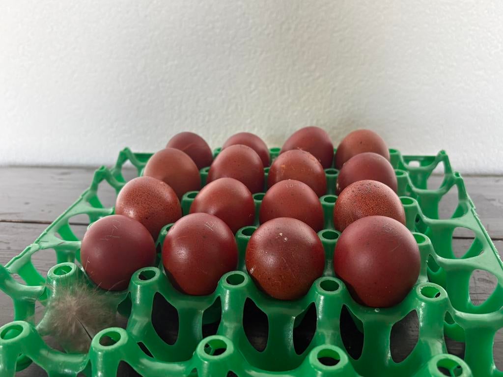Raszuivere Marans broedeieren te koop, Dieren en Toebehoren, Geslacht onbekend, Kip