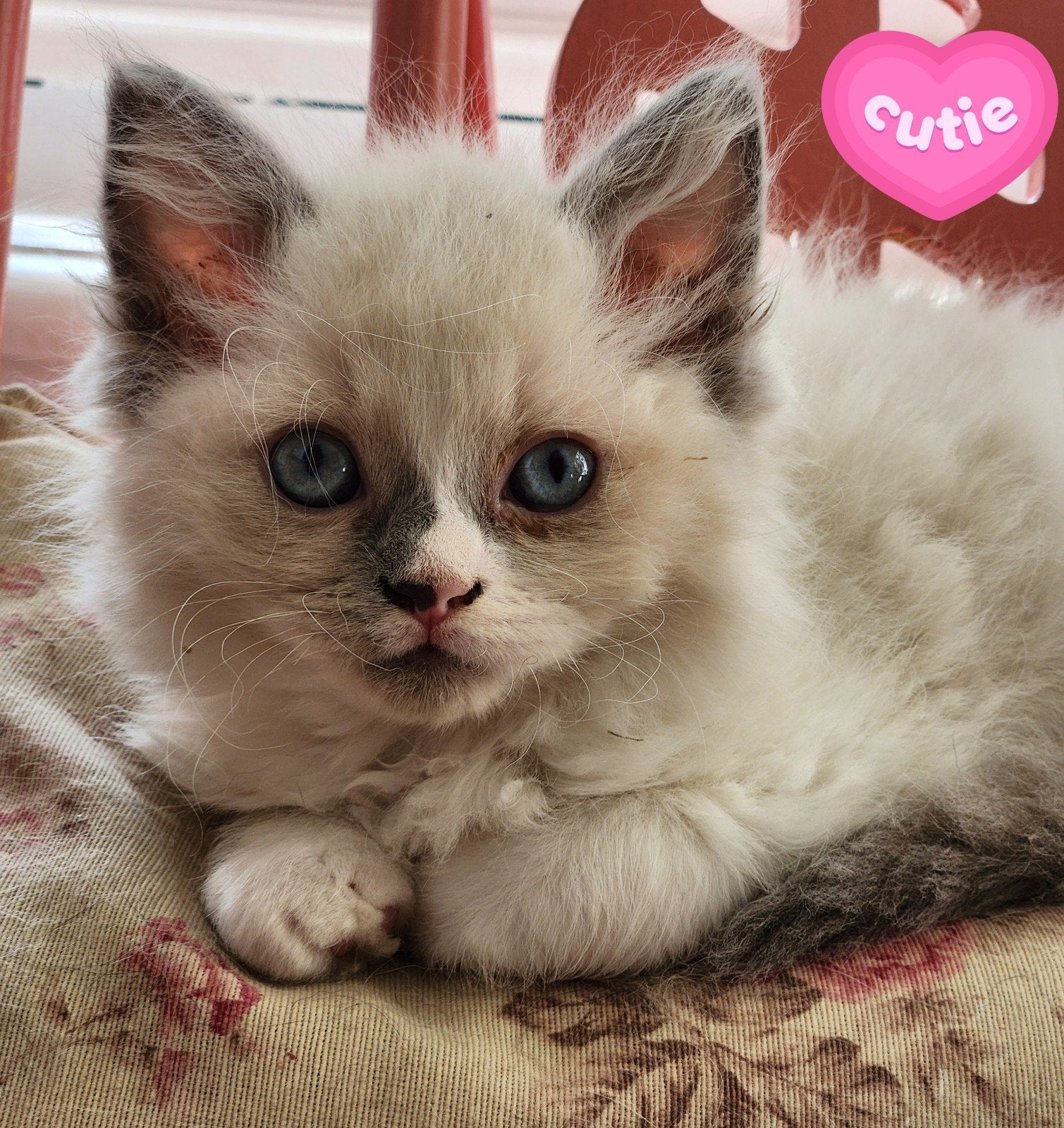 prachtige ragdoll kittens, Meerdere dieren, Ontwormd, 0 tot 2 jaar