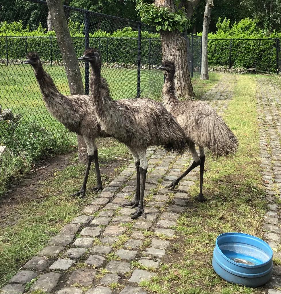 Emoe, Ophalen, Boerderijdier, Overige typen
