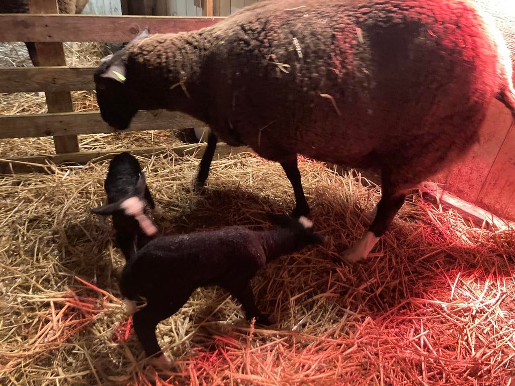 Zwartblessen te koop, Dieren en Toebehoren, Vrouwelijk, Schaap, 0 tot 2 jaar