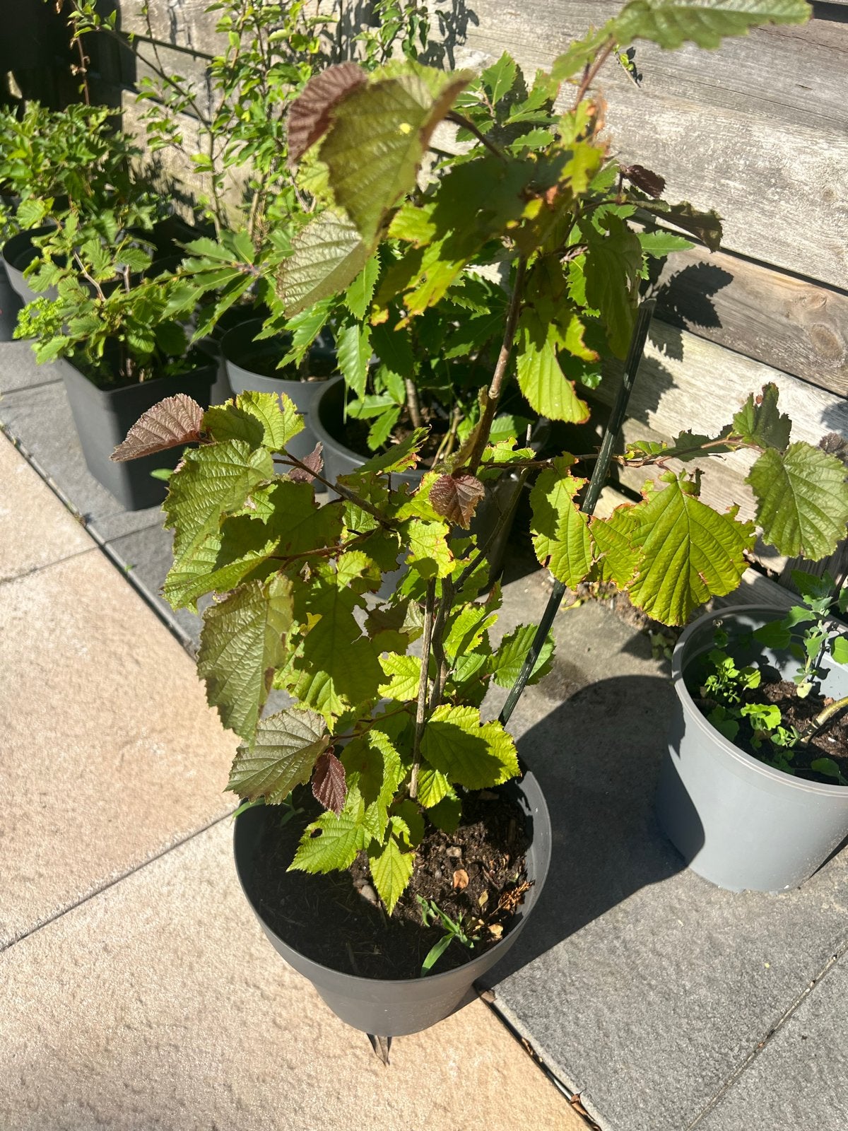 Hazelnoot boom - Jonge plant in pot, Ophalen, Tweejarig, Overige soorten
