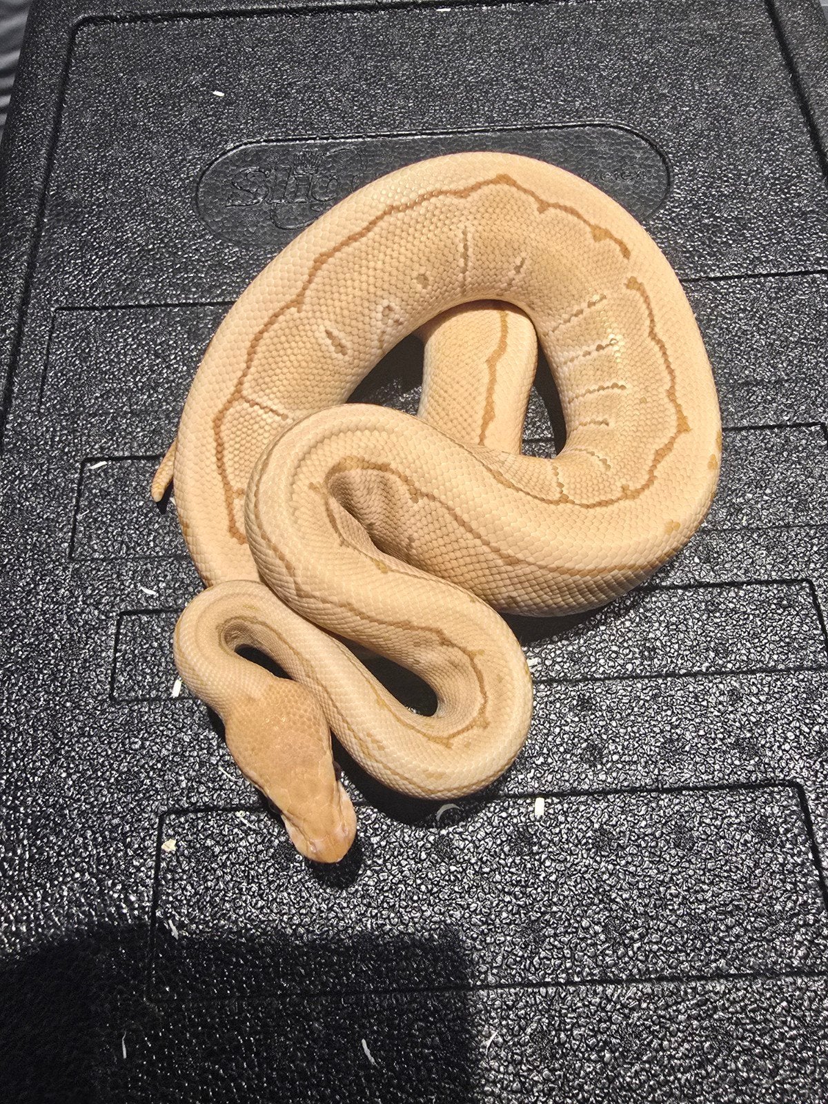 0.1 pinstripe ultramel 66% het dg Ball Python - female for sale from martijn