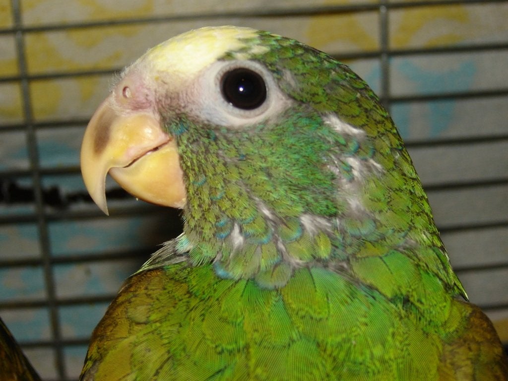 Pionus Senilis/Witkop-papegaai., Dieren en Toebehoren, Geslacht onbekend, Papegaai, Geringd