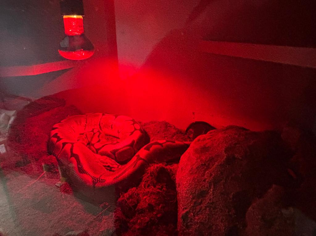Phyton raguis Ball Python - female for sale from Mateusz